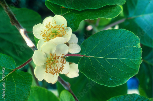 Actinidia deliciosa, Kiwi