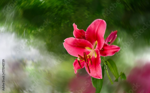 ユリの花をモチーフにした背景素材 photo