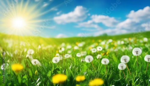 Beautiful bright natural image of fresh grass spring meadow with dandelions with blurred background and blue sky with clouds on bright sunny day. 