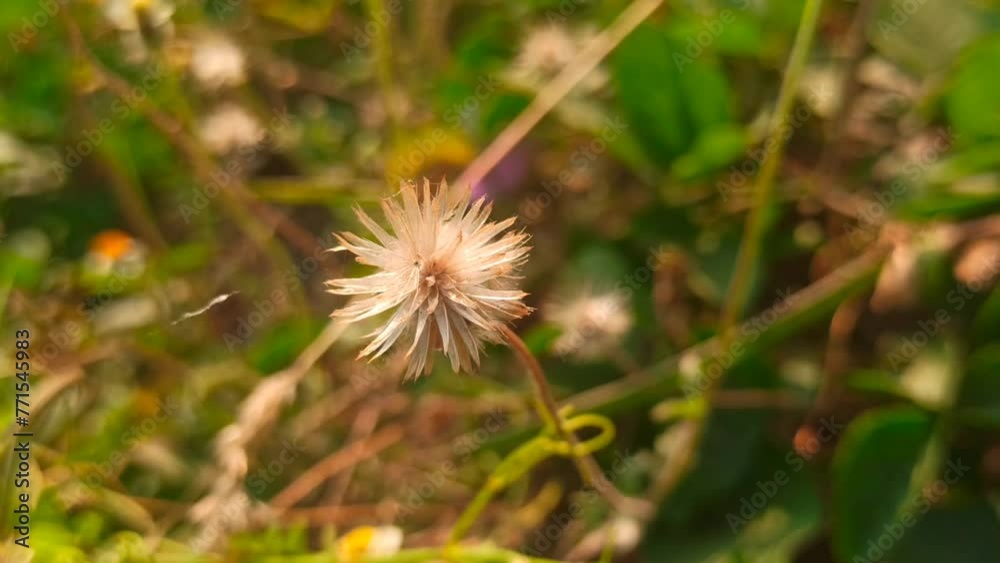 dandelion flower dandelion flower