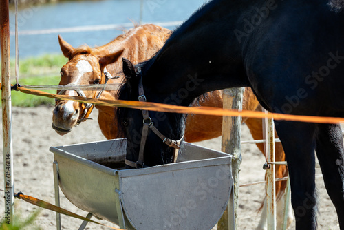 dwa konie w zagrodzie piją wodę © Paulina