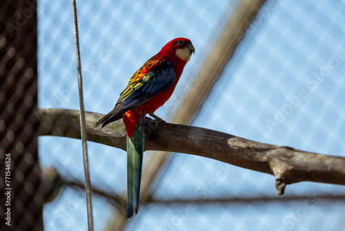 papuga kolorowa w wolierze dla ptaków © Paulina