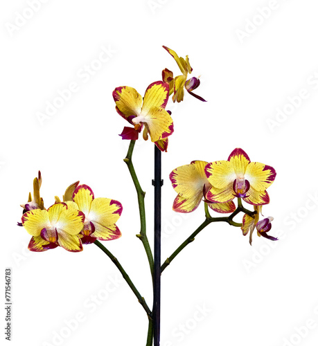 indoor plant yellow orchid on white background