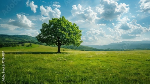 Idyllic landscape. A green meadow with a single tree.