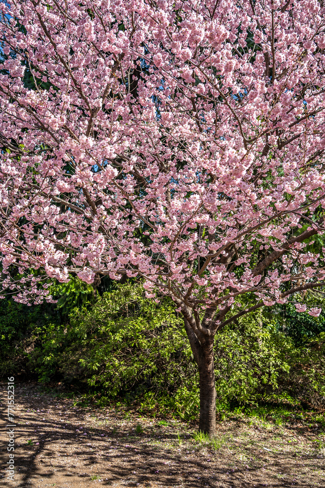 Cherry blossoms. Tokyo city. Japan February 2024 Cherry blossoms. Tokyo city. Japan February 2024