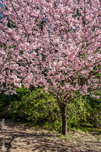 Fototapeta Naklejka Na Ścianę i Meble -  Cherry blossoms. Tokyo city. Japan February 2024