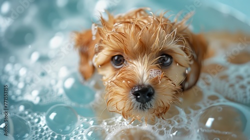puppy taking a bath