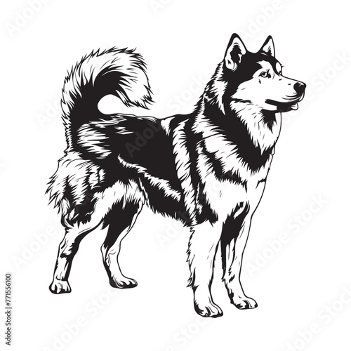 Black and White Alaskan Malamute Stock Vector - Illustration of malamute
