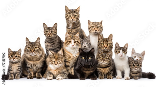 Multiple cats of various colors and sizes are seated closely together, displaying a sense of unity and camaraderie
