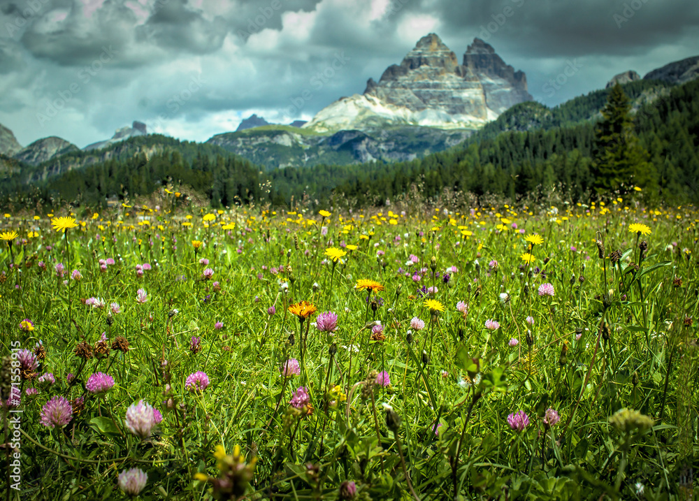 Meadow in the dolomite mountains