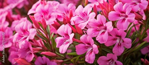 A closeup photo of a bundle of pink petals with green leaves  showcasing a beautiful display of violet  magenta  and pink annual flowers. This terrestrial plant serves as a groundcover