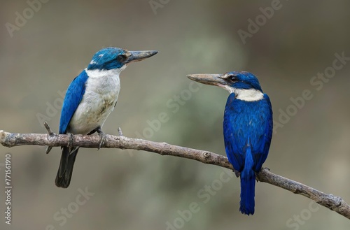 Beautiful blue bird in nature Collared kingfisher © sakda