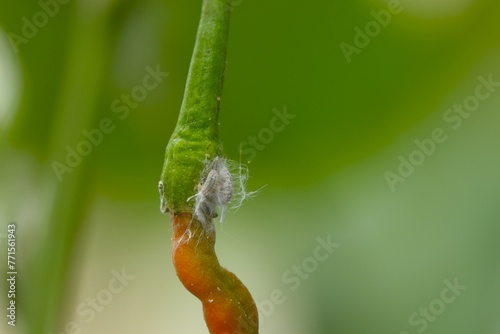 Bemisia tabacci, coccoidea or pseudococcidae hang on red chili with blurry background. Kutu kebul photo