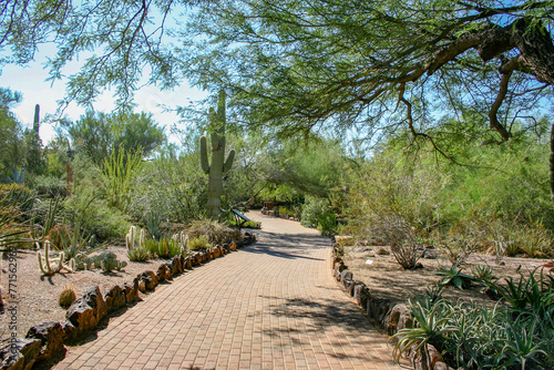 photo of brick path thru the desert botanical garden in phoenix az with a huge variety of cacti