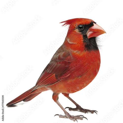 Cardinal, Isolated Transparent Background Images
