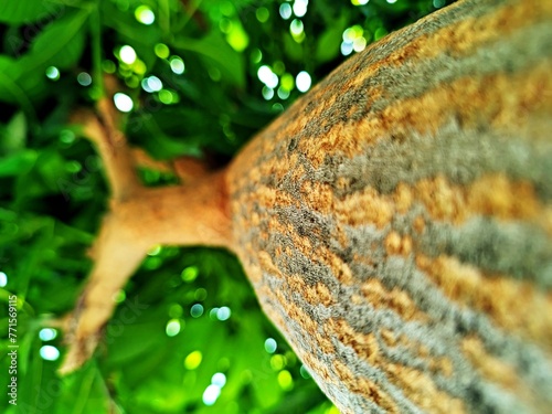 Bokeh fotografi Batang pohon dengan ranting dan daun yang indah photo
