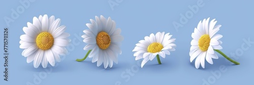 Several daisies arranged in a straight line on a blue tabletop