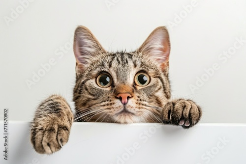 Cat with paws on surface peeking over white wall. Curious feline on isolated backdrop.