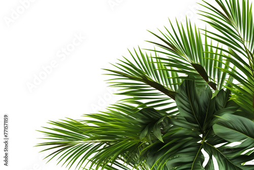 palm tree isolated on white