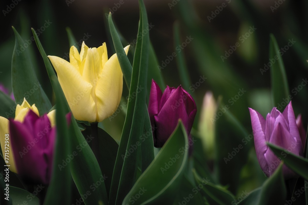 Fototapeta premium Tulips
