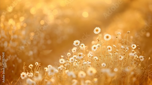 Golden Hour Meadow With Blooming Wildflowers