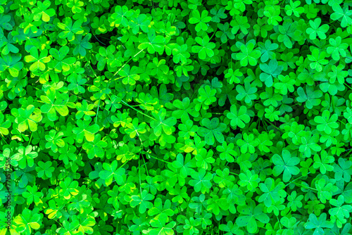 spring green natural background of fresh trefoil grass, young green shamrock close up for concept and design of saitn Patrick day photo