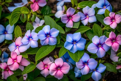 Madagascar Periwinkle Blossom Also referred to as old maid, pink periwinkle, graveyard plant, sparkling eyes, Cape periwinkle, and Madagascar periwinkle.  photo