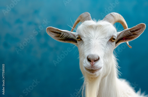 A white goat with a long beard and horns is staring at the camera. The goat's eyes are wide open, and it has a curious expression on its face.