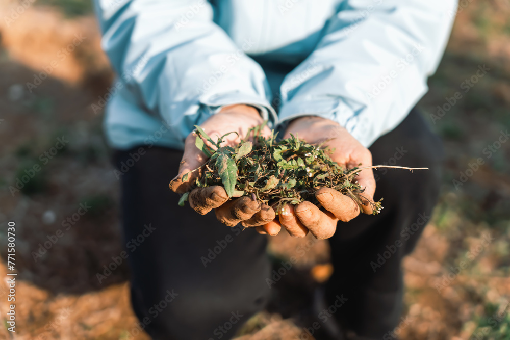 Fotografie Nurturing Nature: Hands Cradle Fresh Earth