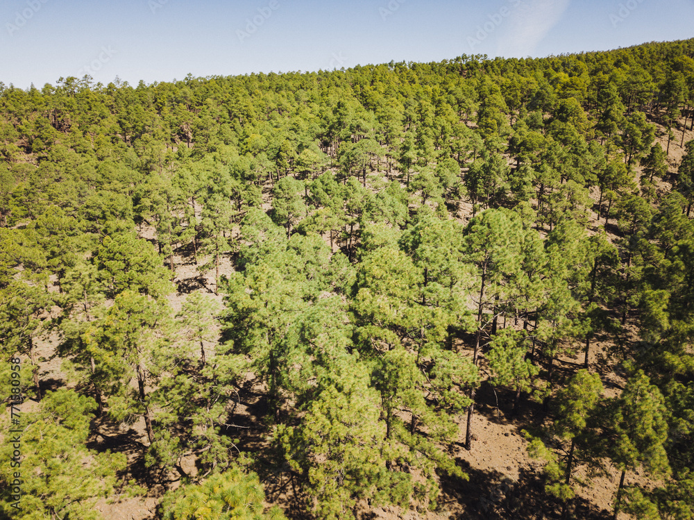 Directly above view from the drone of a pine forest in the mountains of Tenerife, Canary Islands, green trees and blue sky, concept of save the planet from deforestation