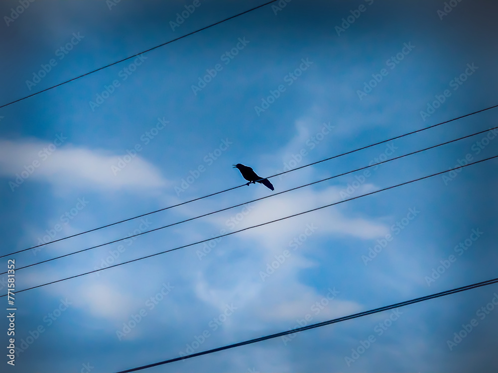 Black bird singing on electricity cables in Panama City - Panama Black bird singing on electricity cables in Panama City - Panama