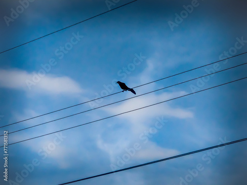 Black bird singing on electricity cables in Panama City - Panama