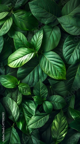 green plant leaves top view. Floral background
