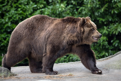 Kamchatka brown bear (Ursus arctos beringianus), also known as the Far Eastern brown bear