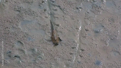 Mudskippers walking or swimming in the mangrove mud.