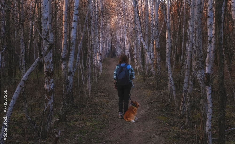 a woman walks with a welsh corgi pembroke dog along a beautiful birch alley in spring