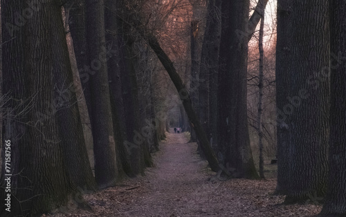 Beautiful oak alley in a city park in late autumn. Baum Grove in Almaty Kazakhstan