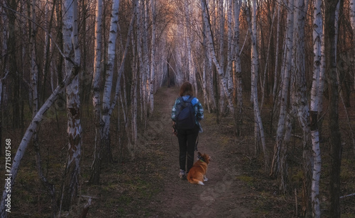 a woman walks with a welsh corgi pembroke dog along a beautiful birch alley in spring