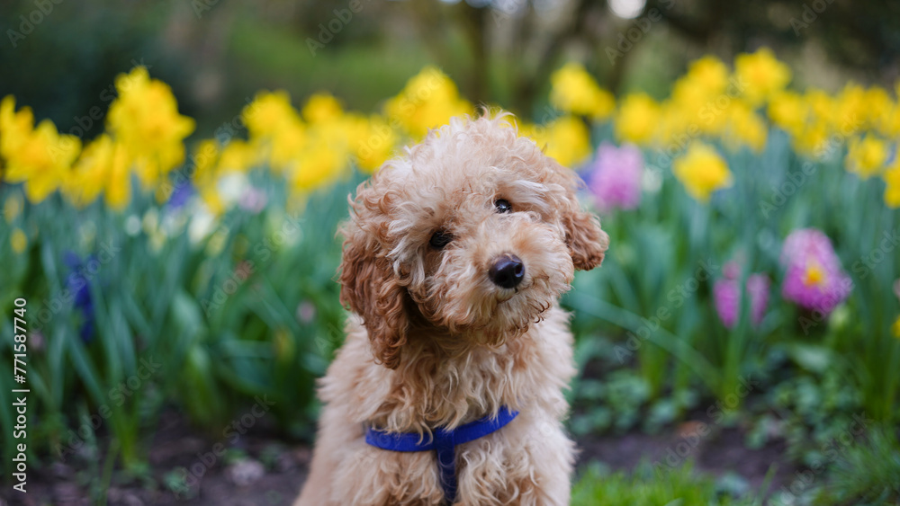 adorable apricot poodle puppy dog with a curious and sweet expression on a bright background with yellow daffodils - spring flowers. lush garden,sunny day, spring. print on greeting card,calendar,book adorable apricot poodle puppy dog with a curious and sweet expression on a bright background with yellow daffodils - spring flowers. lush garden,sunny day, spring. print on greeting card,calendar,book