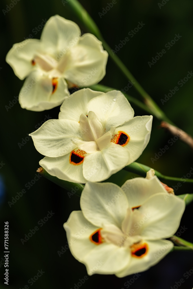 Bunch of Dietes bicolor flowers on dark background Bunch of Dietes bicolor flowers on dark background
