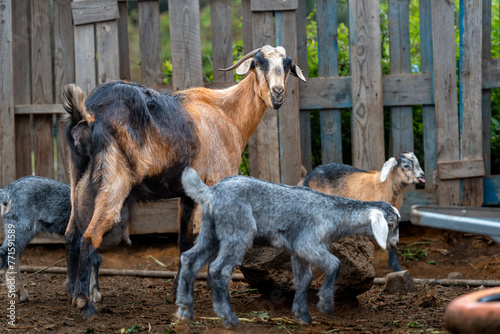 brown goat and some newborn goats playing inside a stable photo