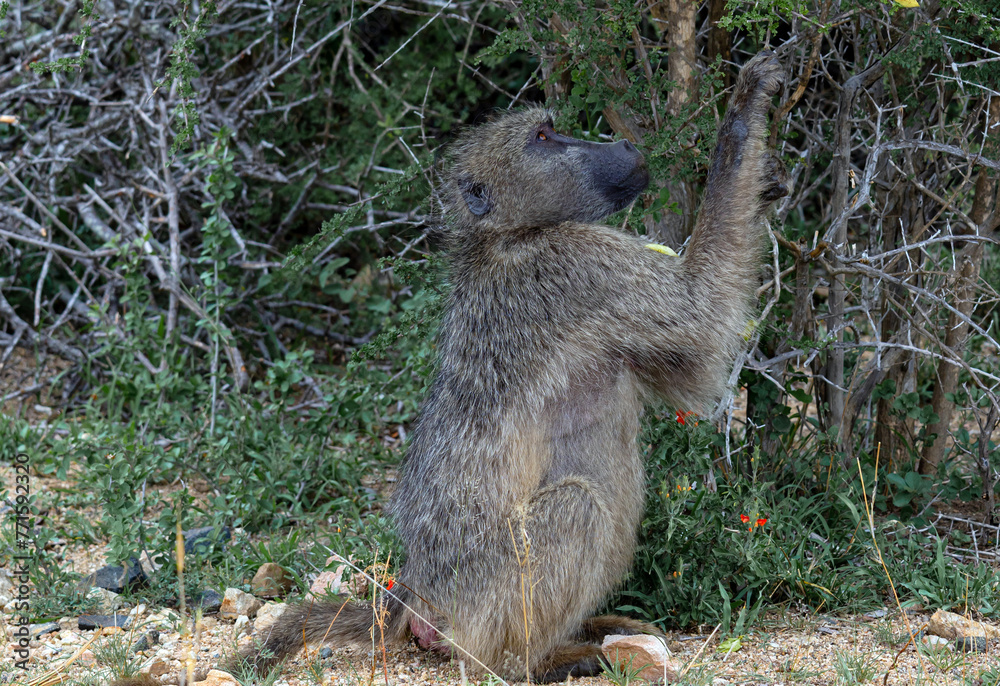 Chacma baboon, one monkey sits and picks a leaf from a tree. Animals natural habitat, wildlife, wild nature background, Kruger National Park, South Africa. Safari in savannah. Chacma baboon, one monkey sits and picks a leaf from a tree. Animals natural habitat, wildlife, wild nature background, Kruger National Park, South Africa. Safari in savannah.
