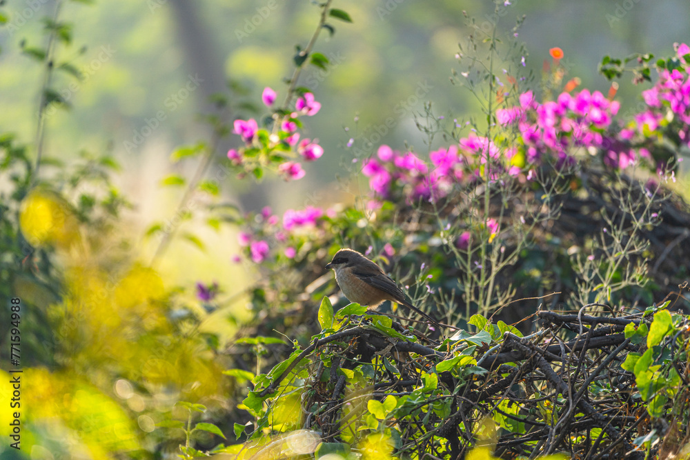 Fototapeta premium A bird is perched on a branch in a garden with pink flowers