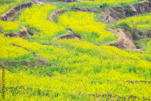 A view of the canola flower garden in Dumo Village, Namhae, Korea photo