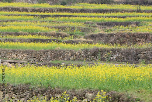 A view of the canola flower garden in Dumo Village, Namhae, Korea photo