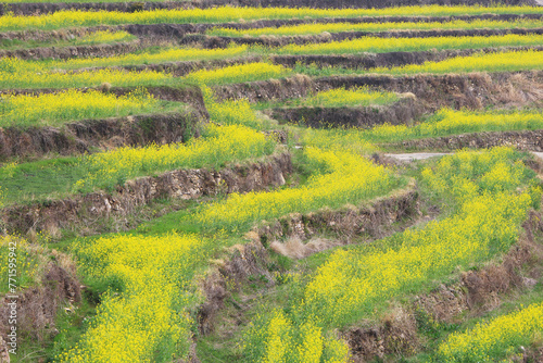 A view of the canola flower garden in Dumo Village, Namhae, Korea photo