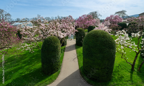 The magnolia blossoms in Wilhelma Stuttgard. Baden Wuerttemberg, Germany, Europe photo