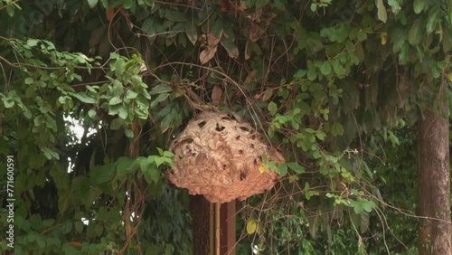 Wasp nest on the Tree - Insect wildlife nature in the park  - Video from Nan Thailand    photo