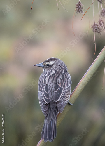 Bird with white spots perched on a branch
