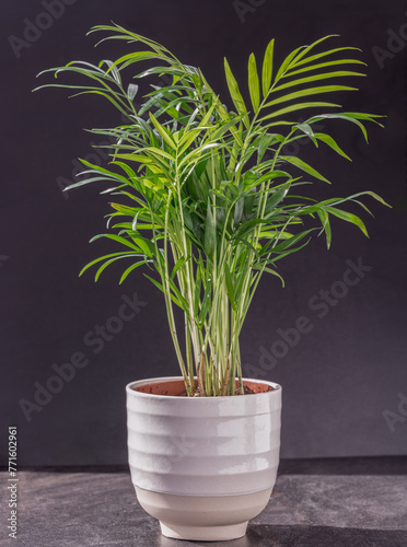 Canvas Print Chamaedorea elegans plant in white flower pot on a black background